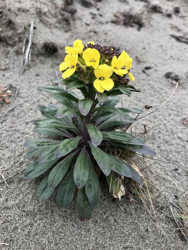 Menzies' Wallflower photo 3
