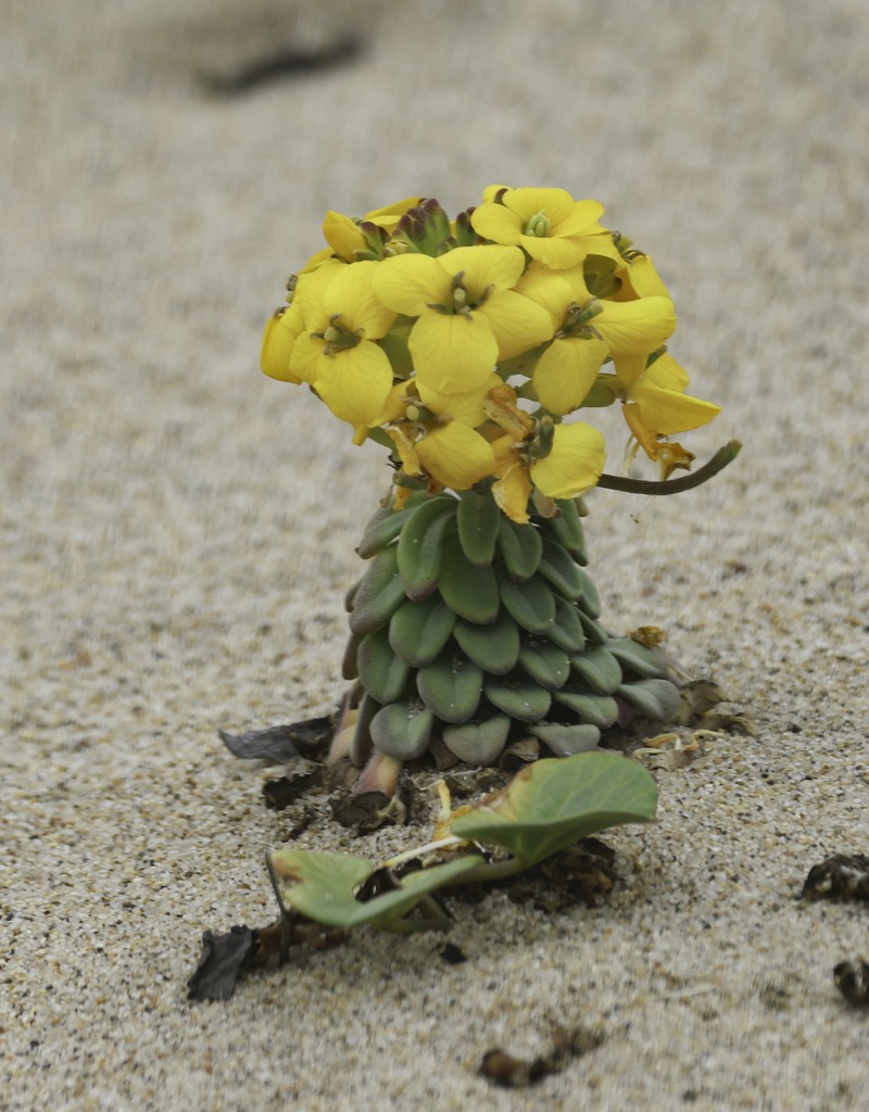 Menzies' Wallflower photo 5
