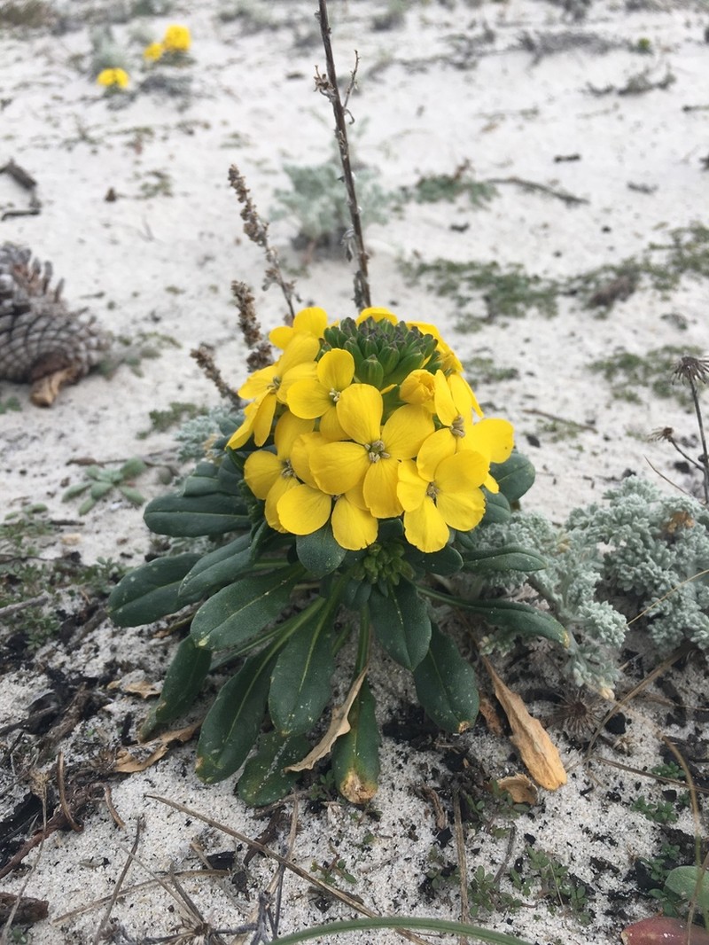 Menzies' Wallflower photo 6