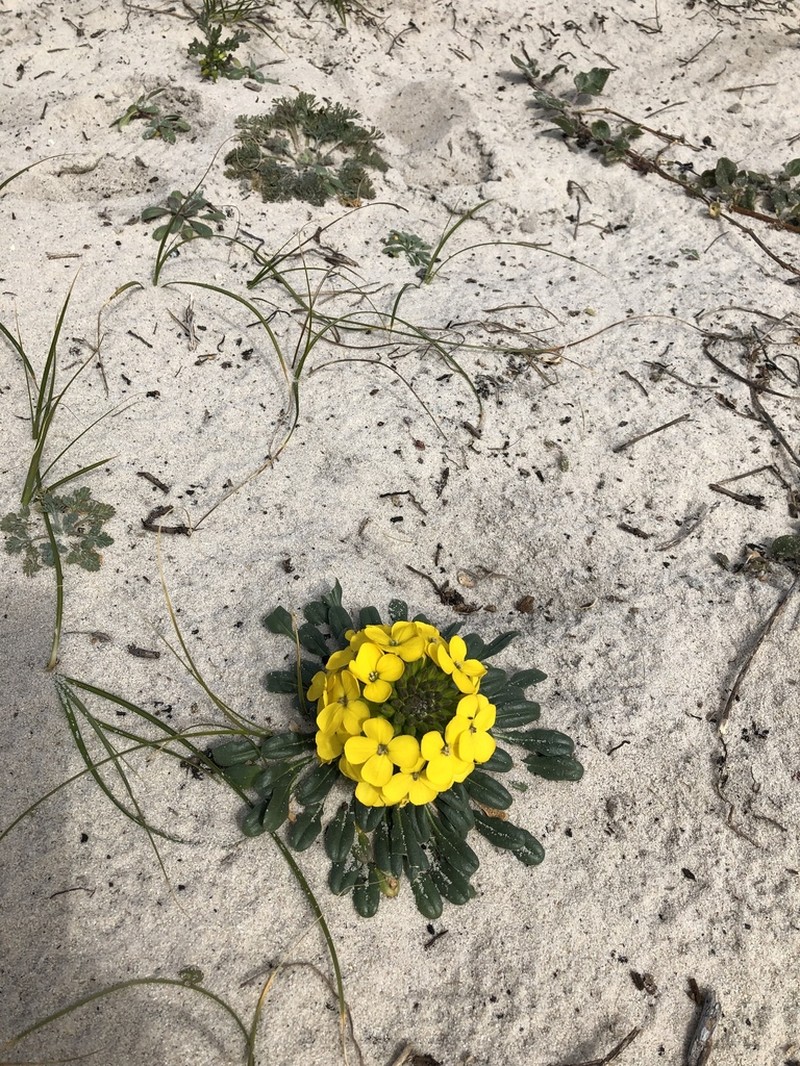 Menzies' Wallflower photo 7