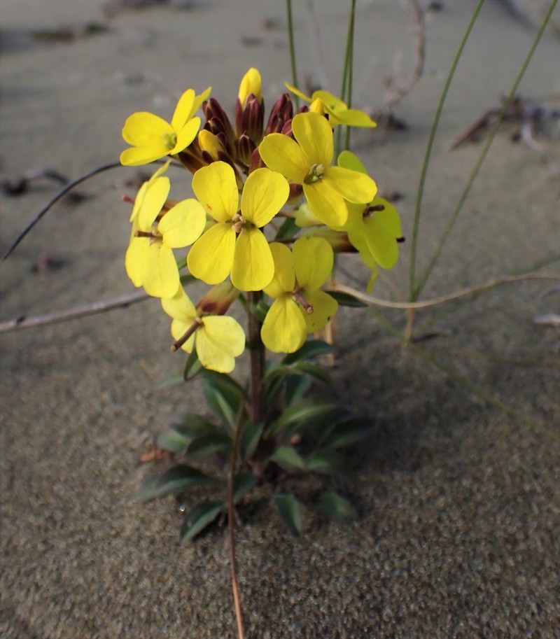 Menzies' Wallflower photo 8