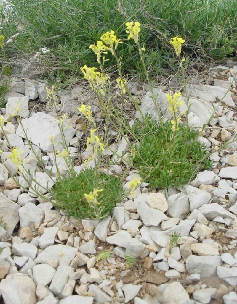 Erysimum nemrutdaghense