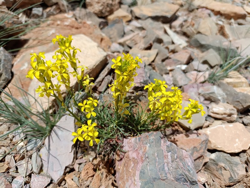 Erysimum nevadense subsp. nevadense