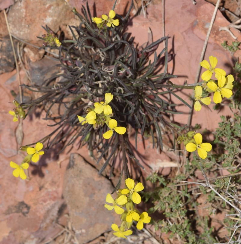 Erysimum nevadense subsp. nevadense photo 2