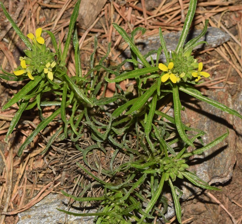 Erysimum nevadense subsp. nevadense photo 3