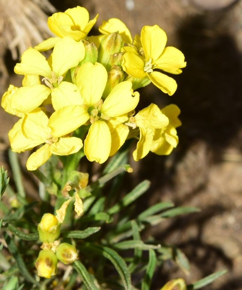 Erysimum nevadense subsp. nevadense photo 4