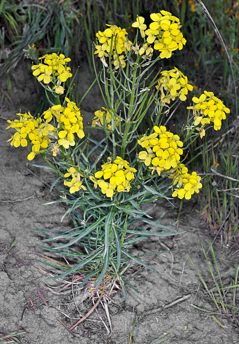 Pale Wallflower