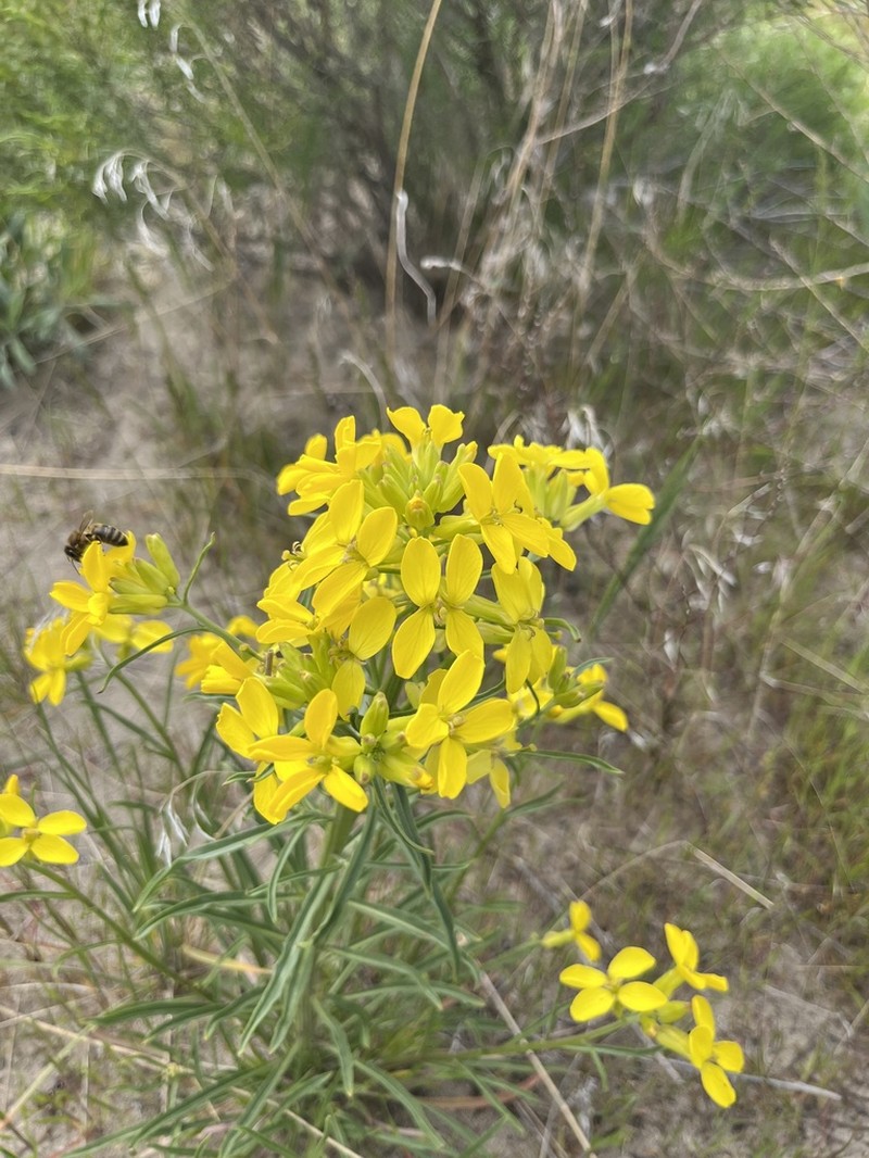 Pale Wallflower photo 2