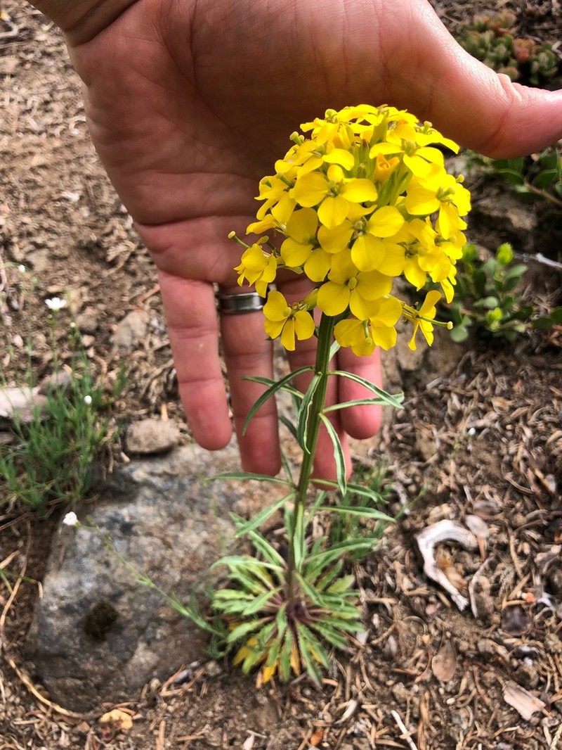 Pale Wallflower photo 3