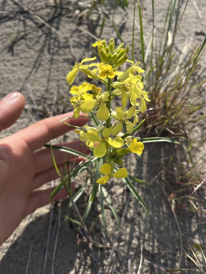 Pale Wallflower photo 4