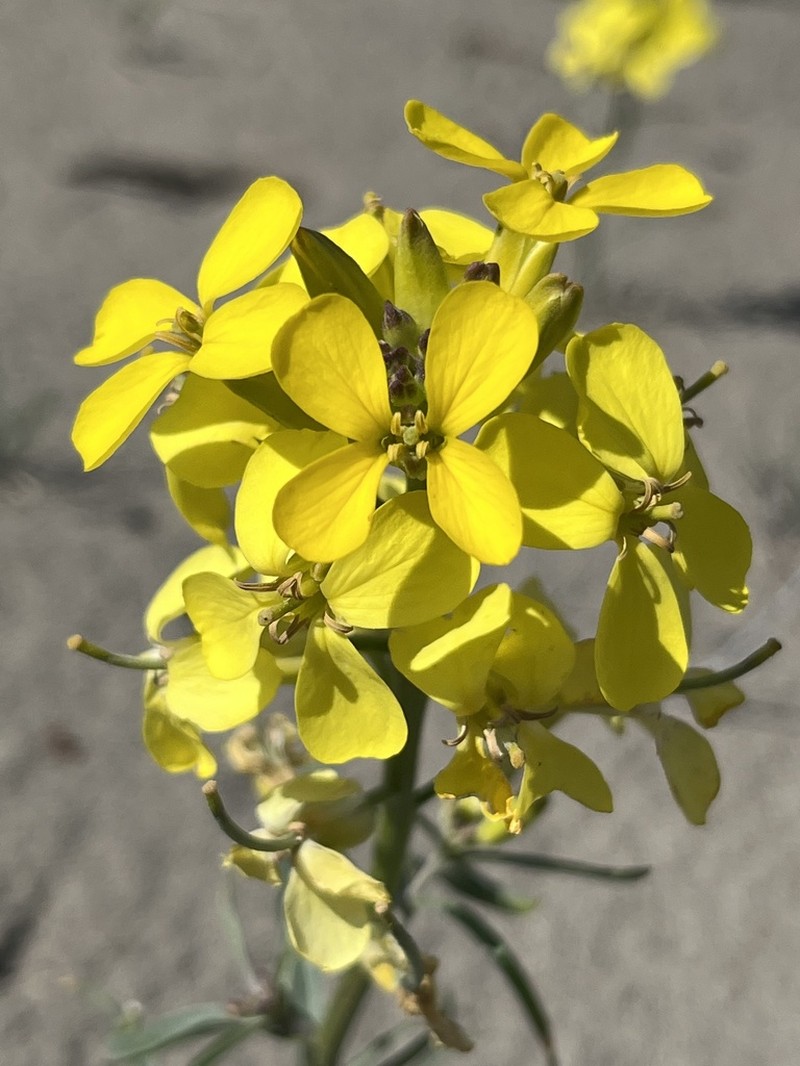Pale Wallflower photo 5