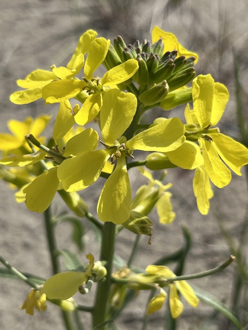 Pale Wallflower photo 6