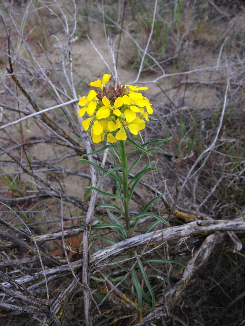 Pale Wallflower photo 7
