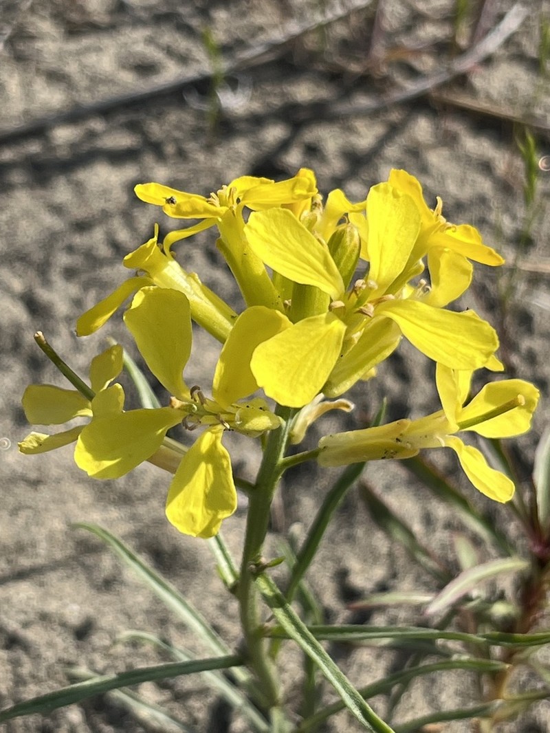 Pale Wallflower photo 8