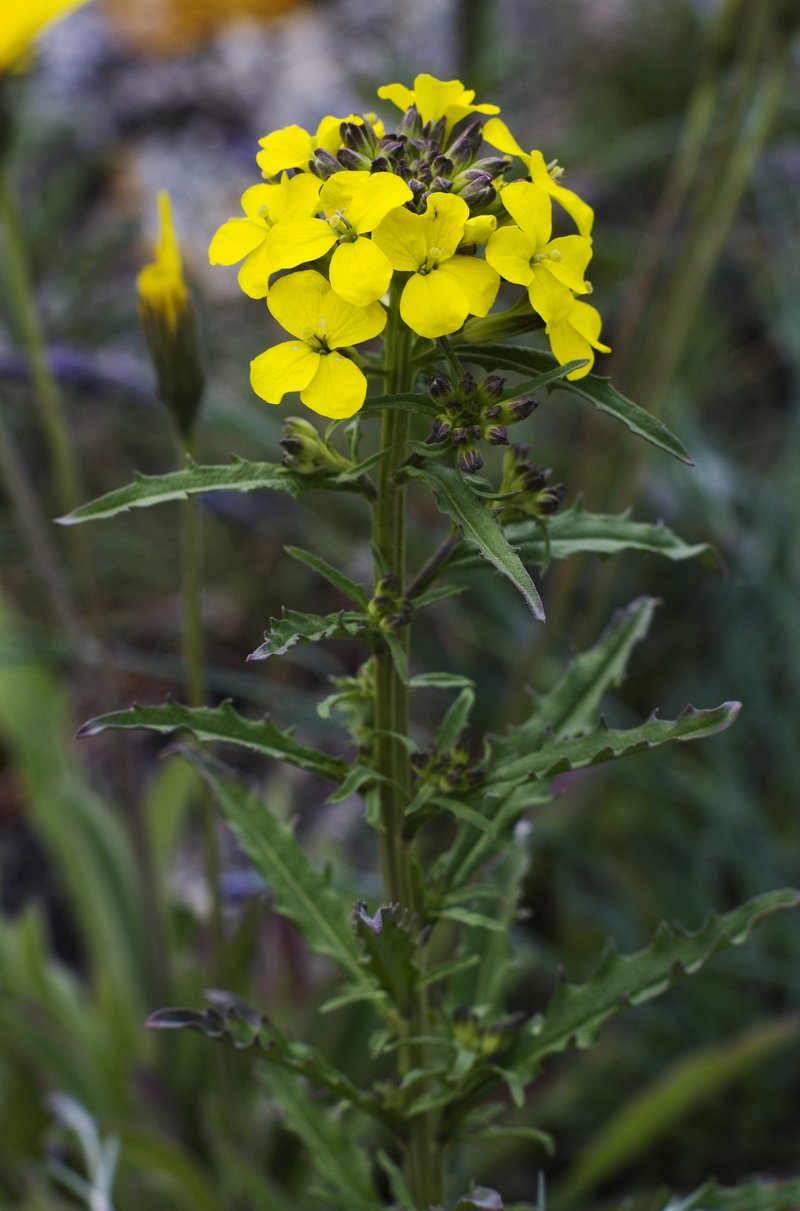 Smelly Wallflower photo 2