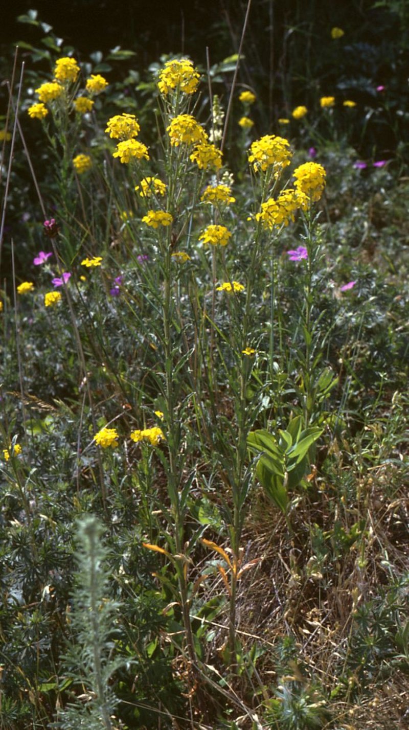 Smelly Wallflower photo 3