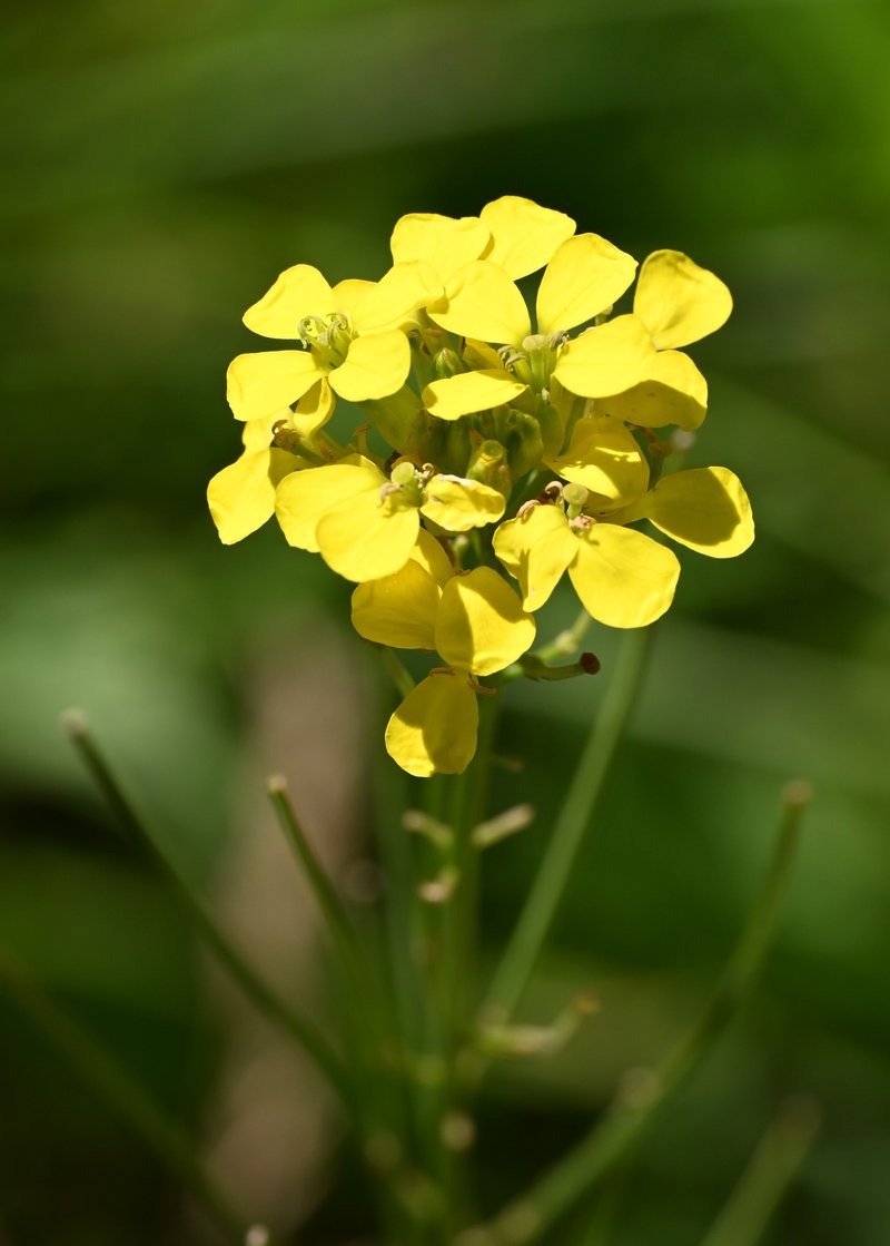 Smelly Wallflower photo 4