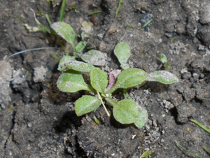 Smelly Wallflower photo 5