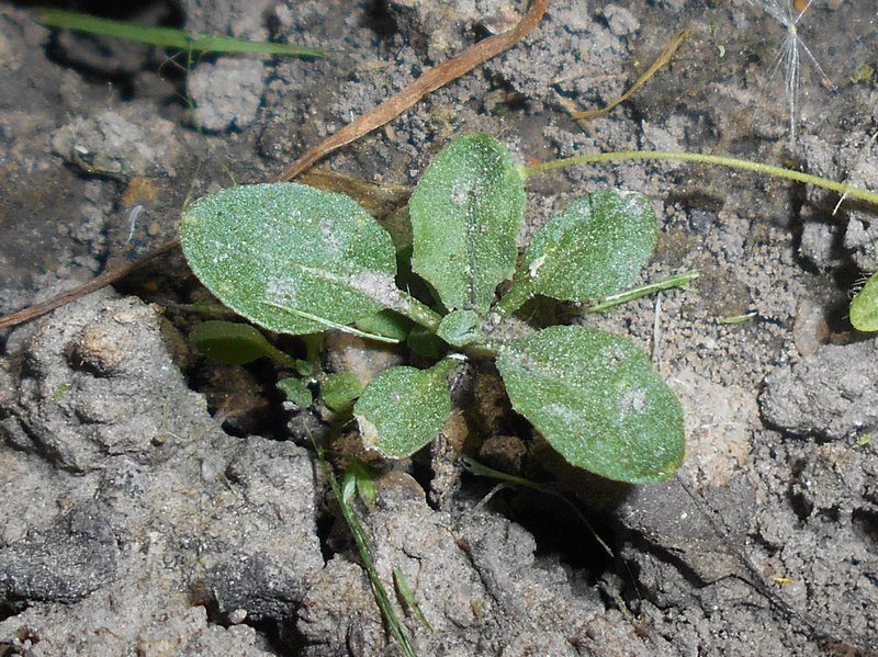 Smelly Wallflower photo 6