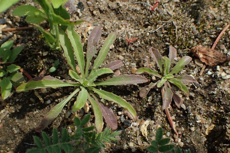 Smelly Wallflower photo 7