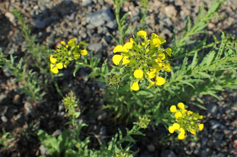 Smelly Wallflower photo 8