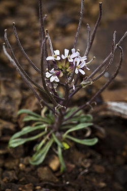 Pallas' Wallflower