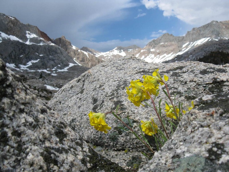Erysimum perenne