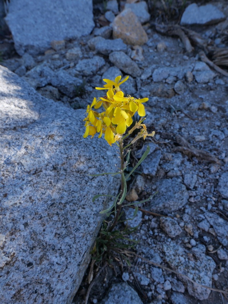 Erysimum perenne photo 2
