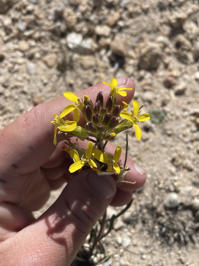 Erysimum perenne photo 3