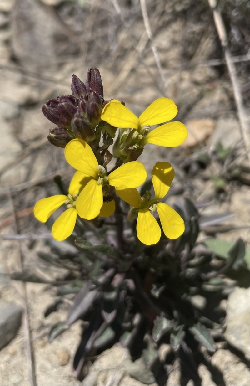 Erysimum perenne photo 4