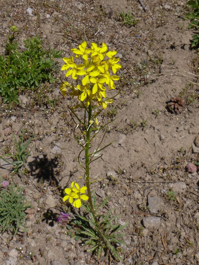 Erysimum perenne photo 5