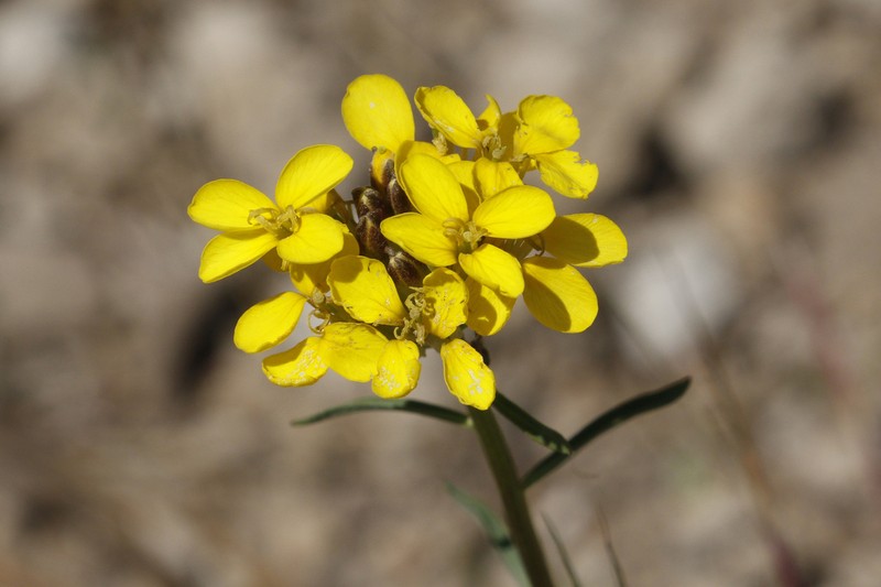 Erysimum perenne photo 6
