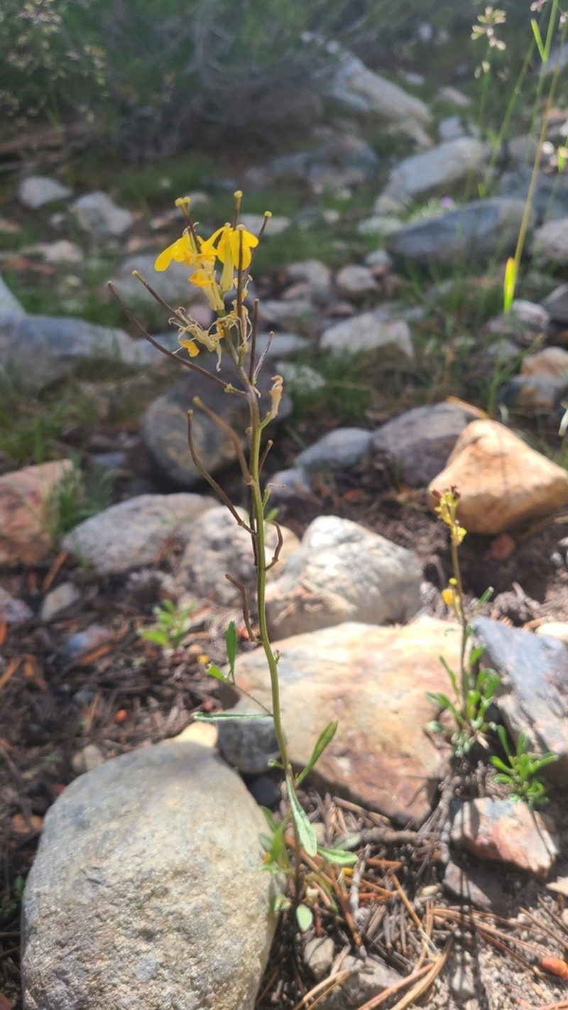 Erysimum perenne photo 7