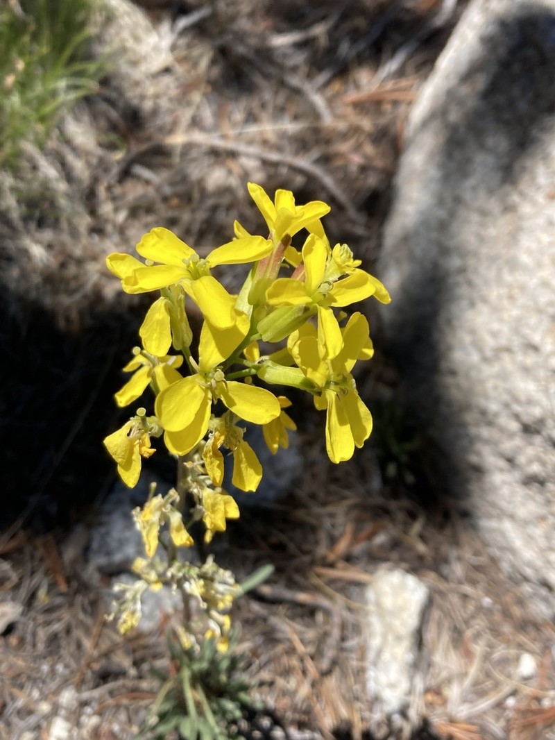 Erysimum perenne photo 8