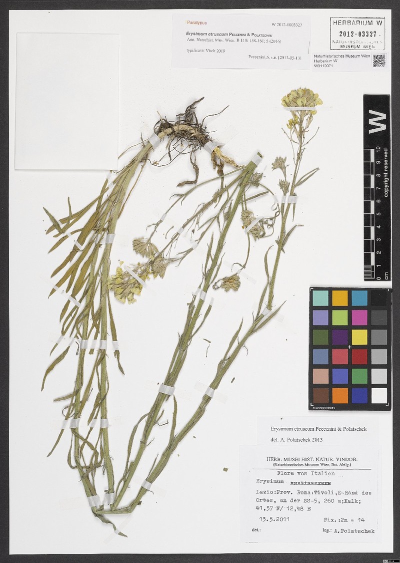 Erysimum pseudorhaeticum subsp. etruscum