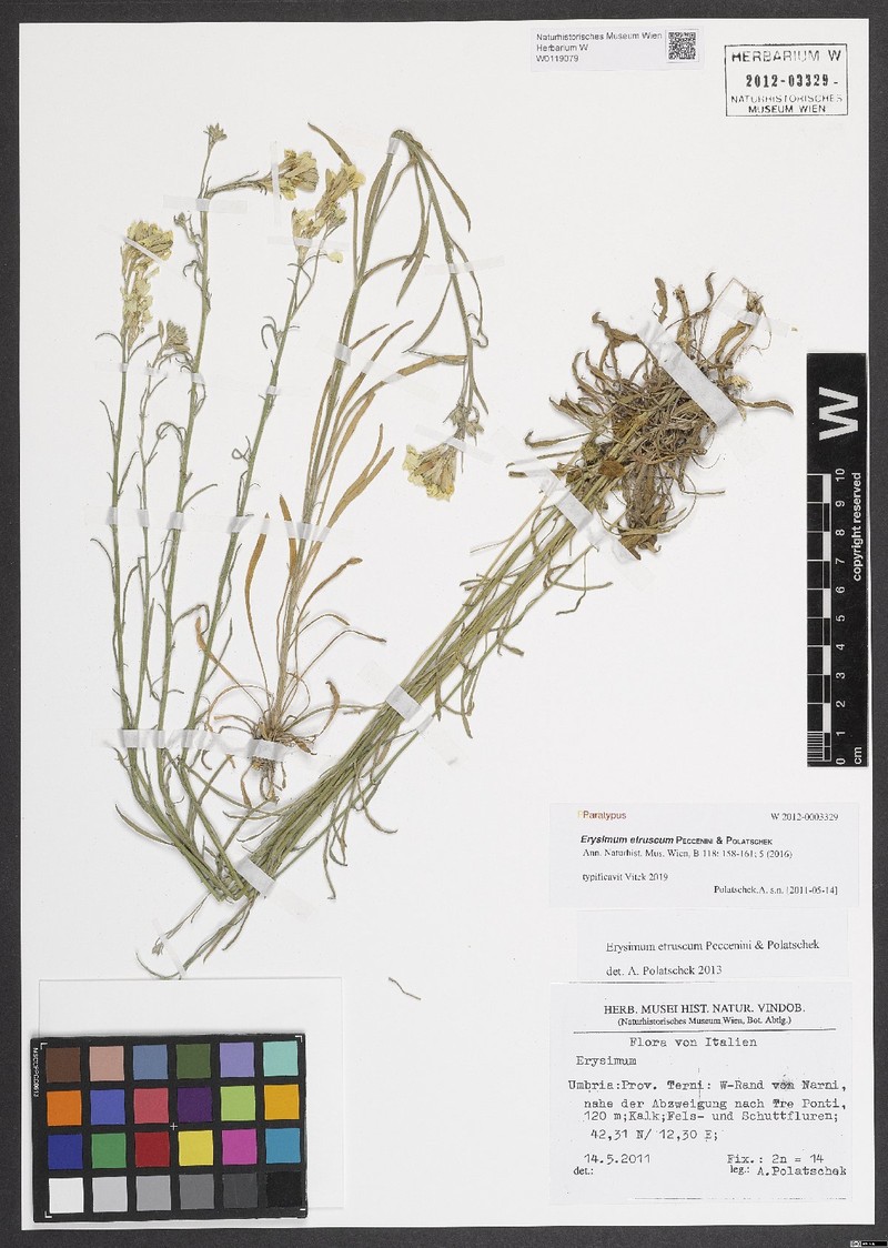 Erysimum pseudorhaeticum subsp. etruscum photo 2
