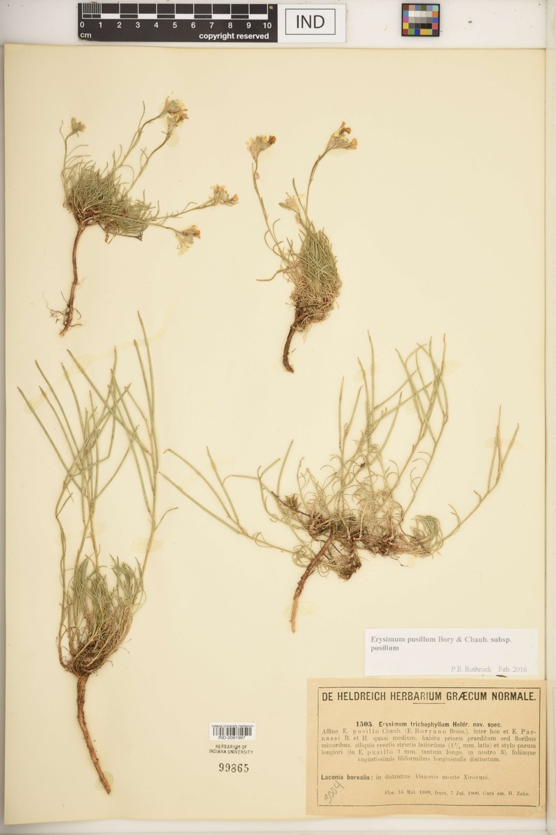 Erysimum pusillum subsp. pusillum