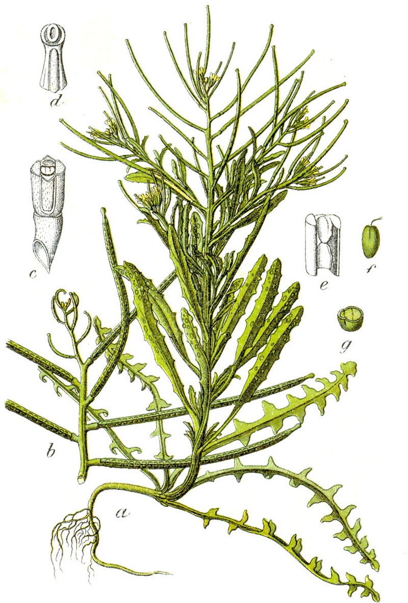 Spreading Wallflower