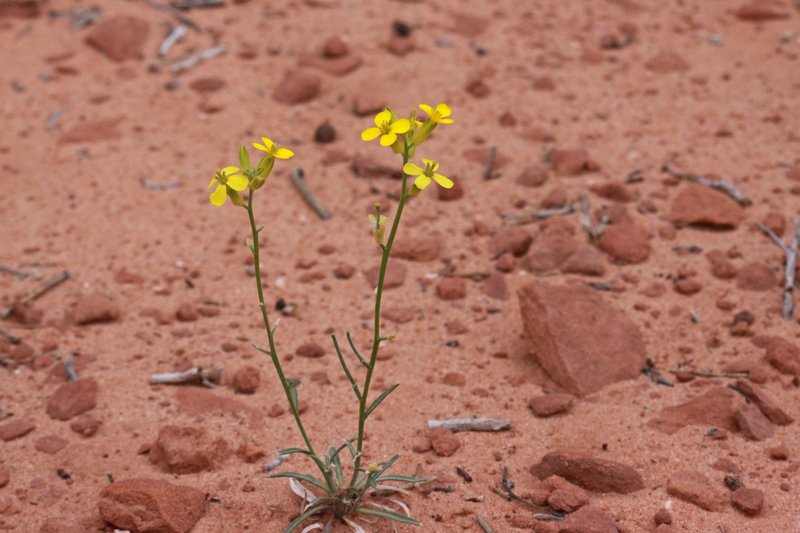 Spreading Wallflower photo 6