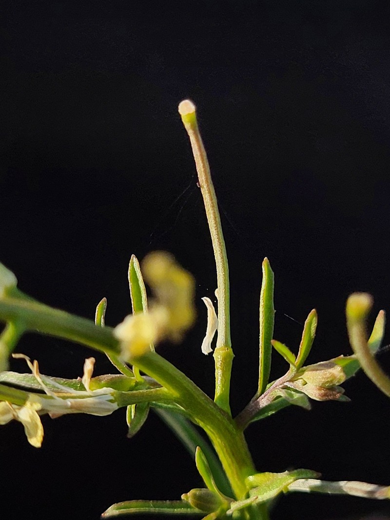 Erysimum repandum var. repandum