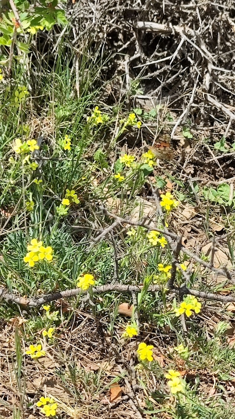 Erysimum riphaeanum