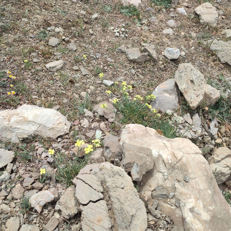 Erysimum riphaeanum photo 2