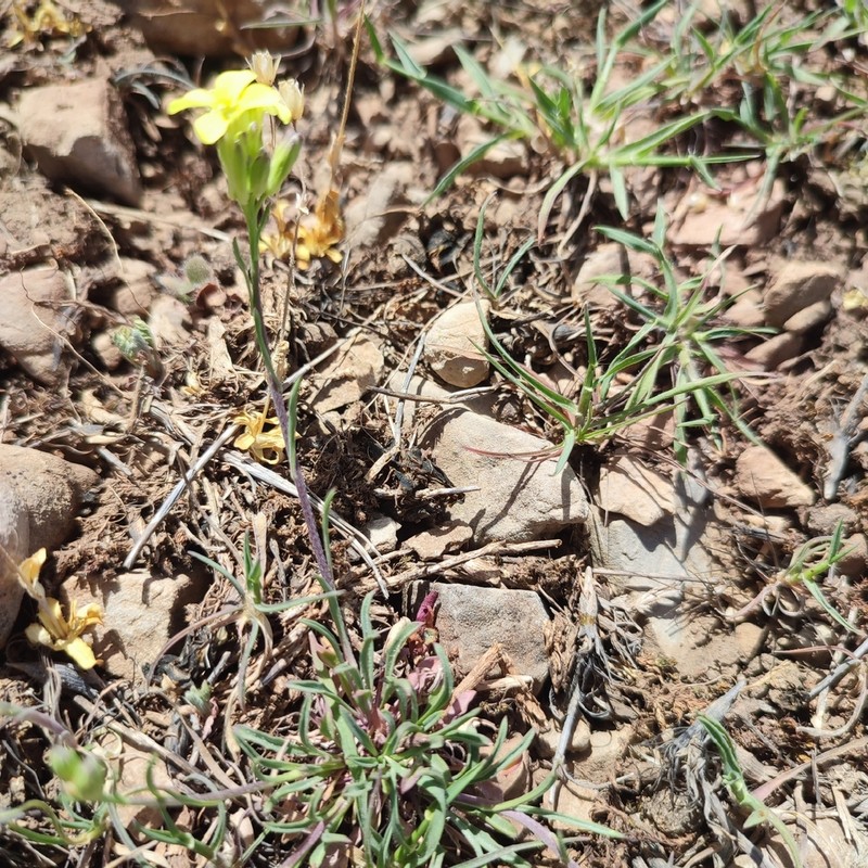 Erysimum riphaeanum photo 3