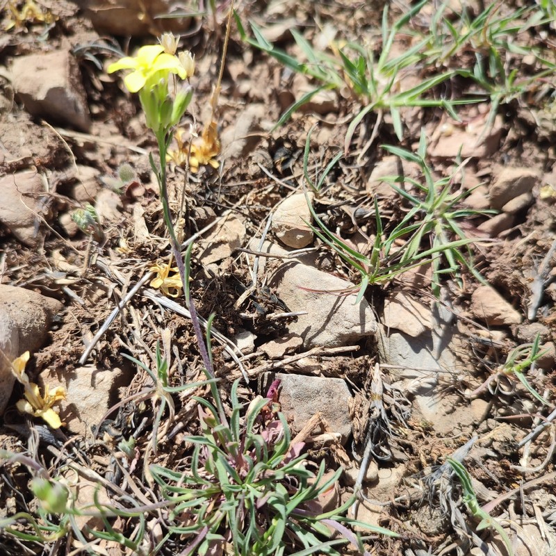 Erysimum riphaeanum photo 5