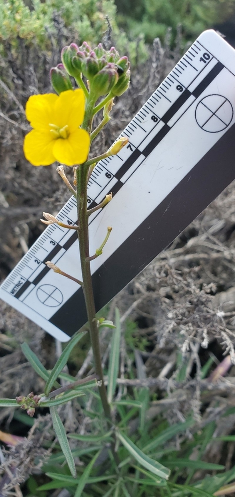 Erysimum suffrutescens