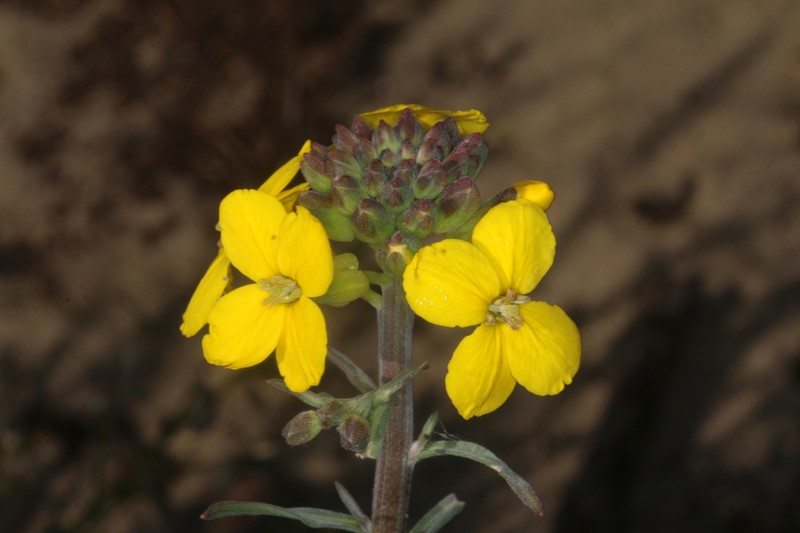 Erysimum suffrutescens photo 2