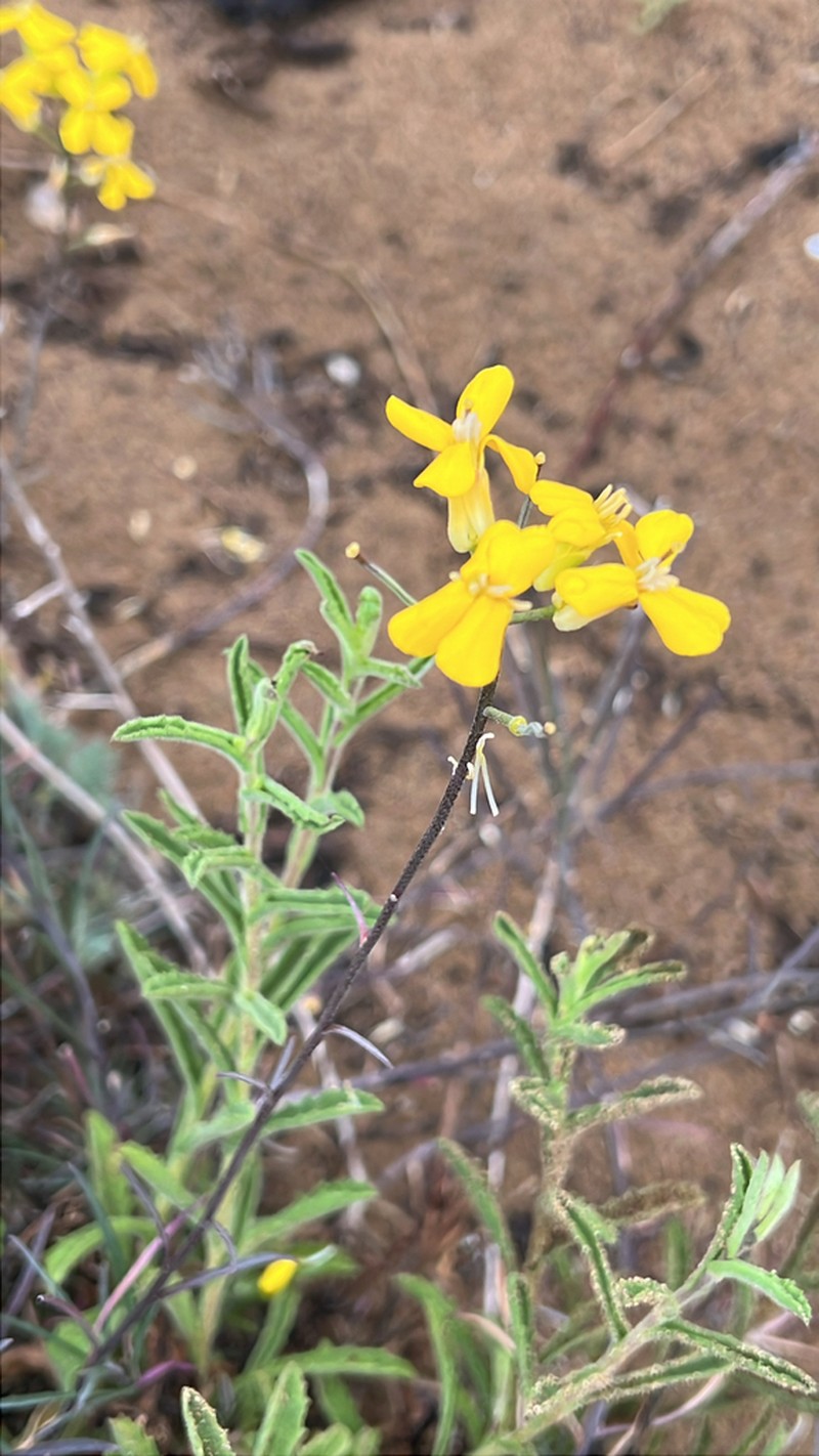 Erysimum suffrutescens photo 3