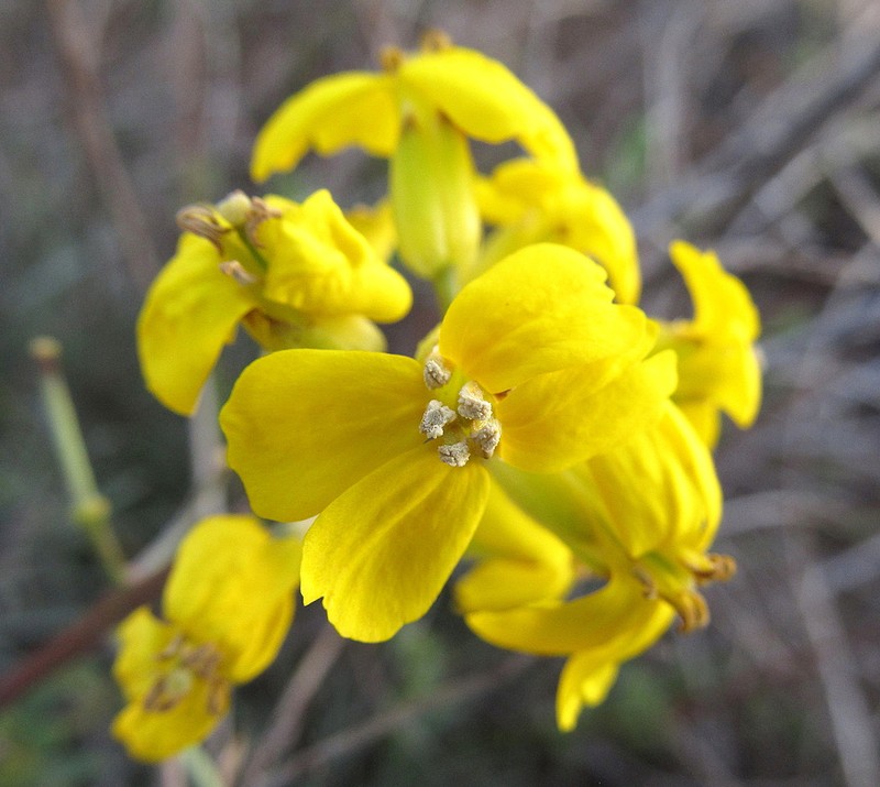 Erysimum suffrutescens photo 5