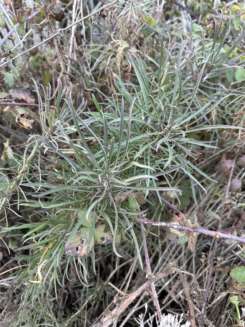 Erysimum suffrutescens photo 6