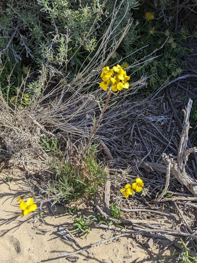 Erysimum suffrutescens photo 7